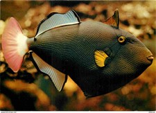 Animaux - Poissons - Aquarium Tropical du Musée de Zoologie de Nancy - Baliste v