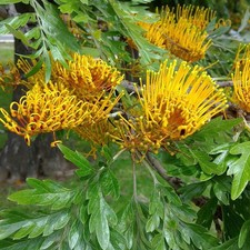 Grevillea robusta - Grévillée en arbre à fleurs jaune-orangé