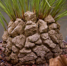 Calibanus sin. Beaucarnea hookeri - Pied d'éléphant | Palmier queue de cheval