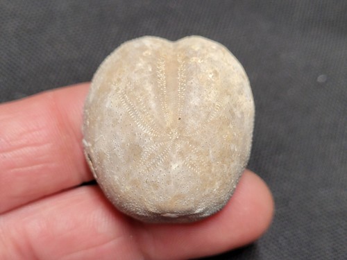 Oursin fossile heteraster