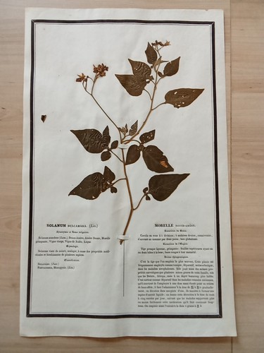 Ancien herbier botanique - herbier,
