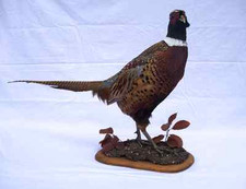 Faisan naturalisé / empaillé