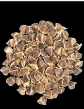 100 Graines de Moringa oleifera 