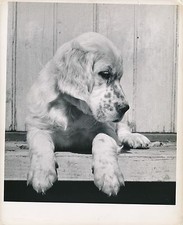 SETTER ANGLAIS c. 1950 - Chien