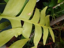 epiphyllum chrysocardium