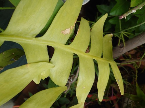 Epiphyllum chrysocardium - epiphyllum,