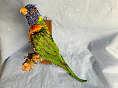 Taxidermy parrot bird - taxidermy,