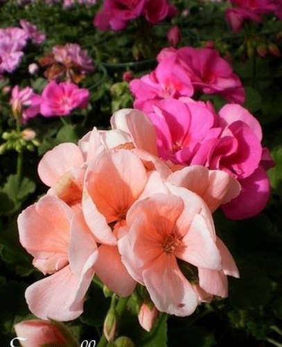 Geranium saumon rosé - geranium, rosé'