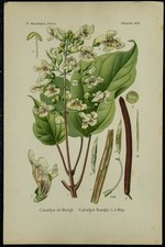 1898ca - Catalpa des Bunge - Planche de Botanique en couleur et d’horticulture