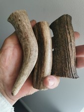 297.CHEVREUIL EN CORNE DE CERF