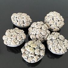 Lot 6 Boutons Ancien Passementerie 1950 Buttons Haute Couture