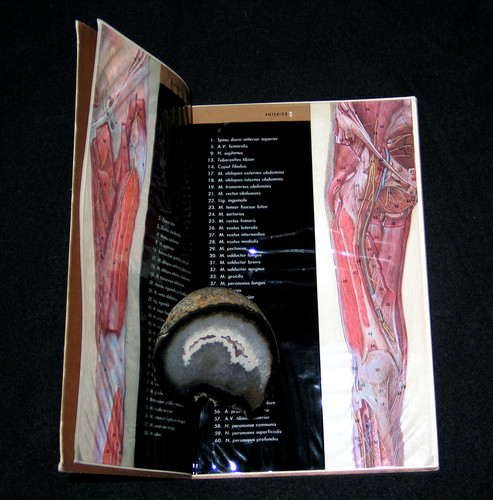 Jambe planche transparente - planche,