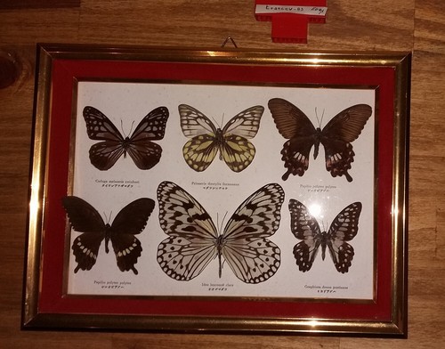 Papillons asiatiques - 6,