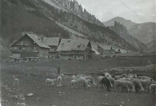 France suisse bergère - ou,