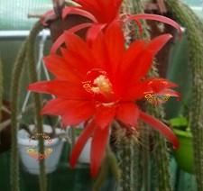 Lot de 3  Cuttings Aporocactus