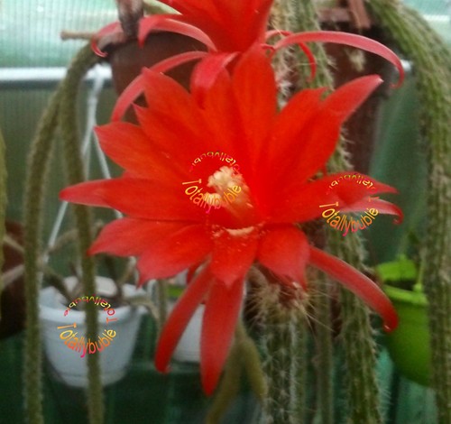 Bouture cutting aporocactus - bouture,