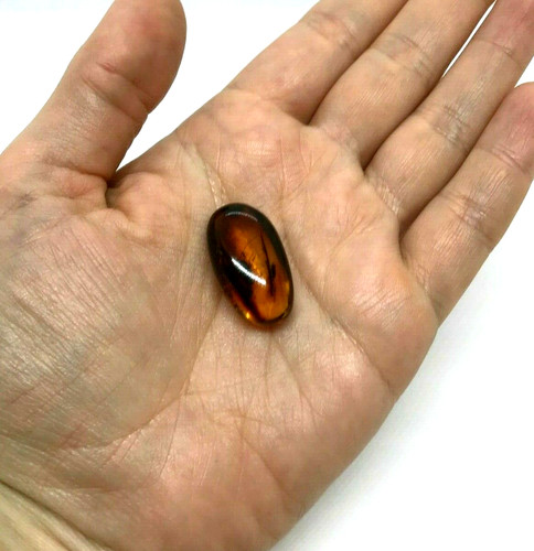 Pièce ambre insectes - d'ambre,