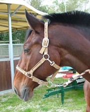 Licou Tattini Avec Longe