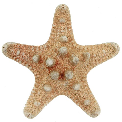 Etoiles mer rhino - de,