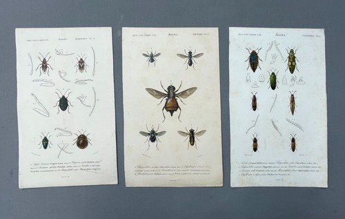 Histoire naturelle insectes - naturelle,,