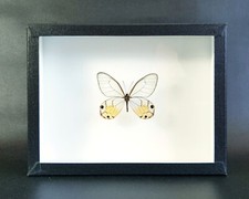 Papillon naturalisé sous