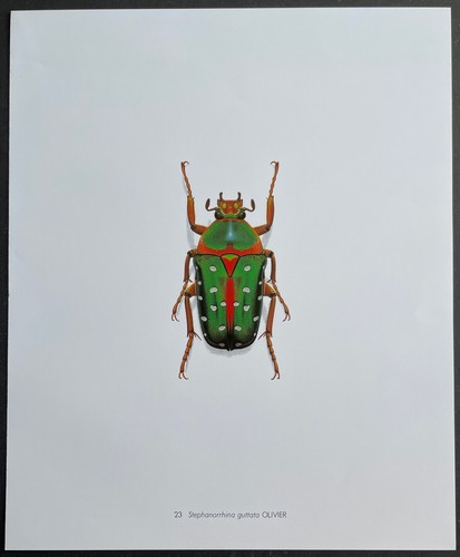 Entomologie stephanorrhina - entomologie,