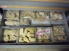 CORAUX - CORAIL - GROSSE