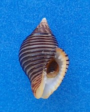 Coquillage de collection : Pollia undosa AO (Pisaniidae, Polynésie) Seashell