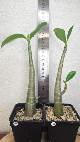 Adenium arabicum 2 - arabicum, x