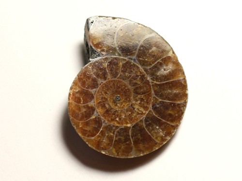 N12 pendentif pierre fossile - pendentif,