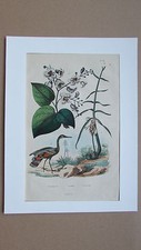 Gravure en couleur XIXè s. Cassumunar. Catalpa. Caurale. Botanique. Ornithologie