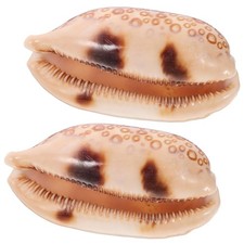  2 Pcs Coquillages Décoratifs