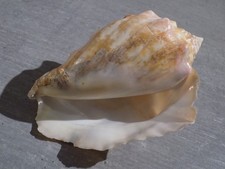 Coquillage :  NEW STROMBIDAE