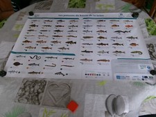 affiche les poissons du bassin de la Seine - Eau Seine Normandie