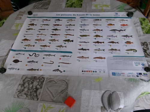 Affiche les poissons - du, bassin