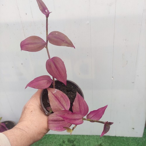 Zebrina purpusii - zebrina,