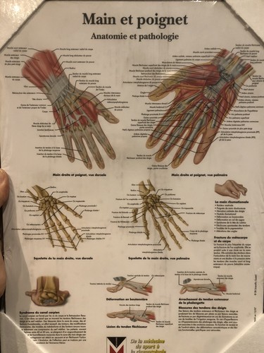 Planche anatomie main - planche, et