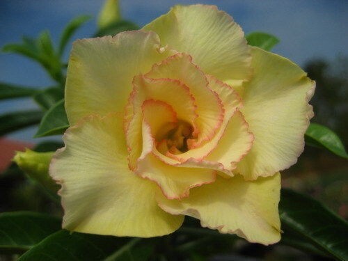 Graines adenium obesum - 10,