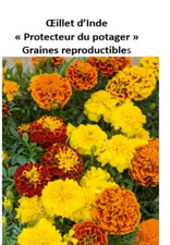 30 Graines récolte 2024