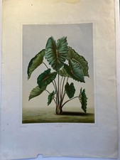 Colocasia Bataviensis, Les promenades de paris, 1873, Alphand.