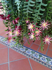 🏜 SELENICEREUS ANTHONYANUS "🌵 "orchidées reines de la nuit" zig-zag cric-crac