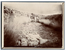 Algérie, Chevaux à la pâturage  Vintage citrate print.  Tirage citrate  9x12