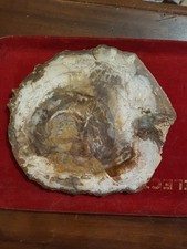 Bois fossilisé
