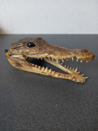 Ancienne tete crocodile - de,