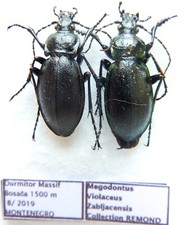 Carabus megodontus violaceus zabljakensis (pair A1) from MONTENEGRO
