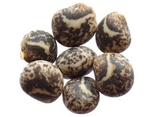 Lupin Jaune Mister - Lupinus Luteus - Yellow Lupin - (Engrais Vert) - SEM27