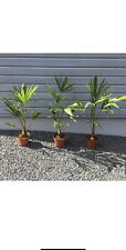 2 Palmiers Trachycarpus Fortunei 50 Cm