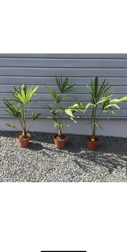 Palmiers trachycarpus - 2,