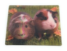 Cochon D'Inde Caviidae Rongeur