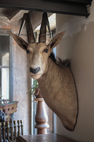 Taxidermie tête antilope - taxidermie,